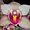 orchidpeople avatar
