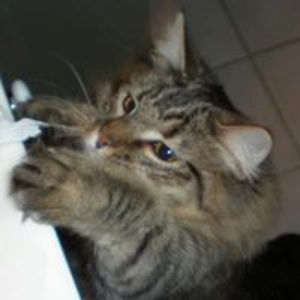 patricia_dyar avatar