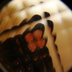 pamela_catarin avatar