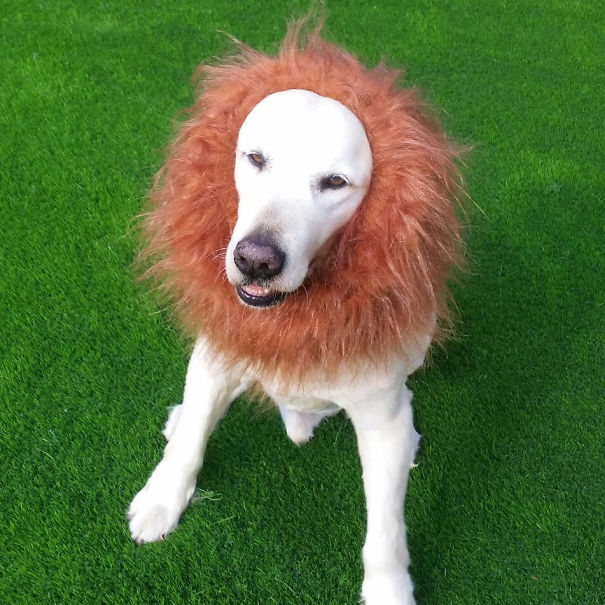 Lion's Mane Is A Small Compensation For Neutering