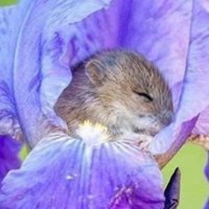 gayleforcewinds2 avatar