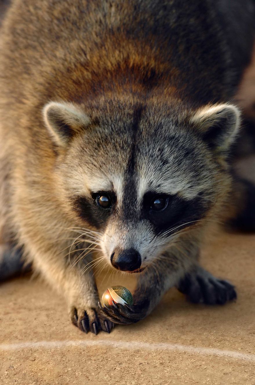 Game On For A Brat Pack Of Raccoons
Or A Fun Way To Lose Your Marbles
