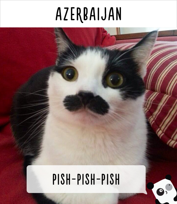 How People Call Cats In Azerbaijan