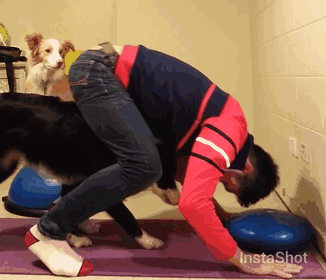 Border Collies Holly And Ace Join Alongside Their Owner For Some Evening Yoga Exercises