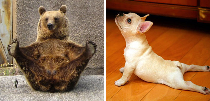 104 Animals That Do Yoga Better Than You