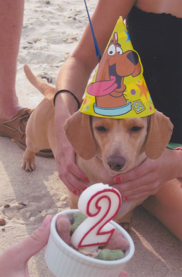 Party On The Beach - Augie-dog