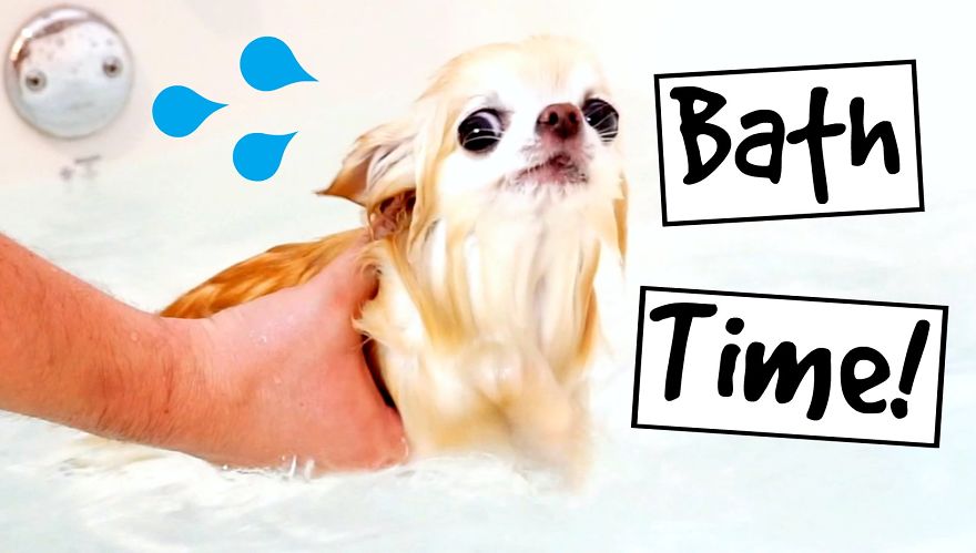 Bath Time For Puppy Sized Chihuahua Cedric Bath Time For Puppy Sized Chihuahua Cedric