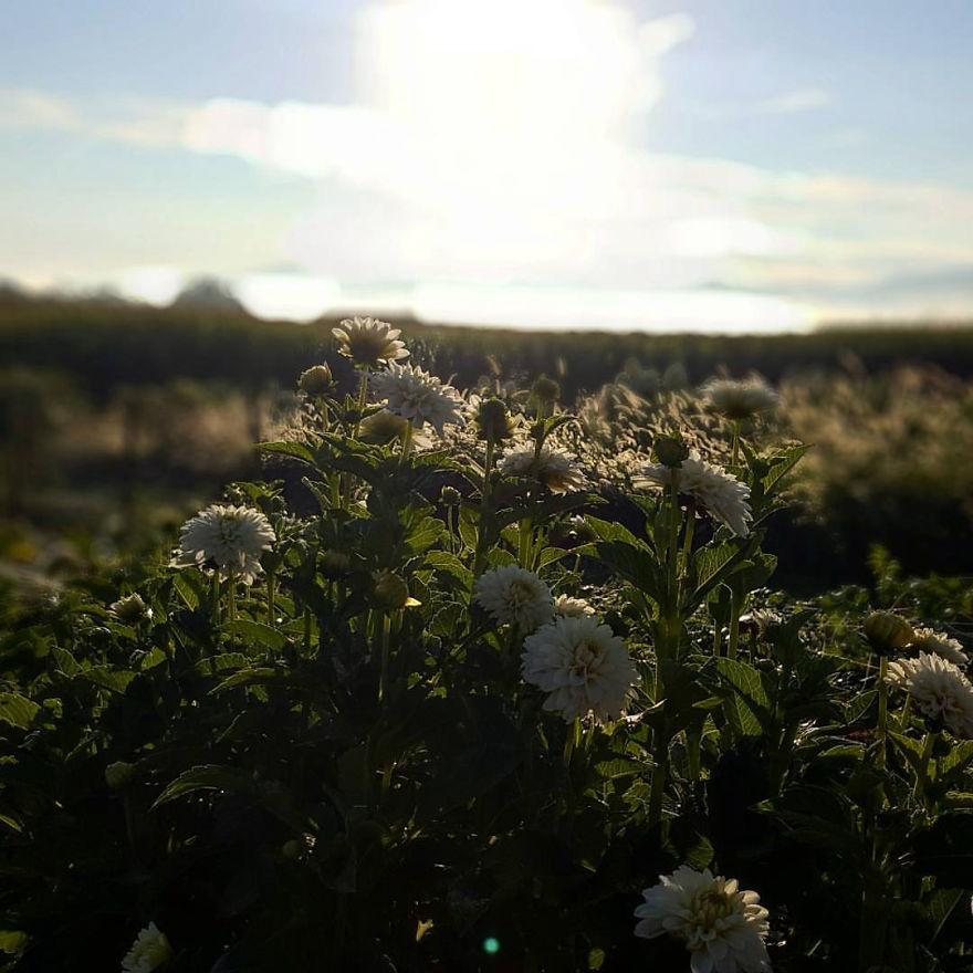 Being A Flower Farmer Without The Fairy Dust Being A Flower Farmer Without The Fairy Dust