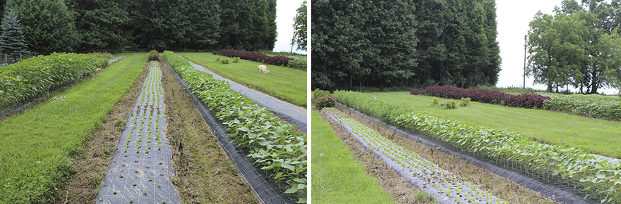Being A Flower Farmer Without The Fairy Dust Being A Flower Farmer Without The Fairy Dust