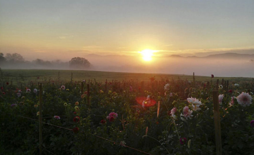 Being A Flower Farmer Without The Fairy Dust Being A Flower Farmer Without The Fairy Dust