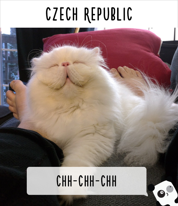 Czech sweet cat 