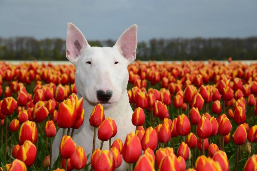 Meet Claire, My Bull Terrier Who Loves To Pose In Flower Fields