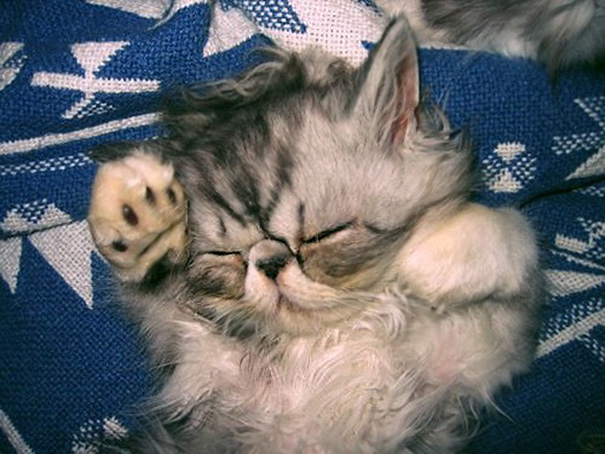 Grumpy Cat Was A Cute Kitten Too