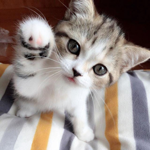 Gimme That Paw