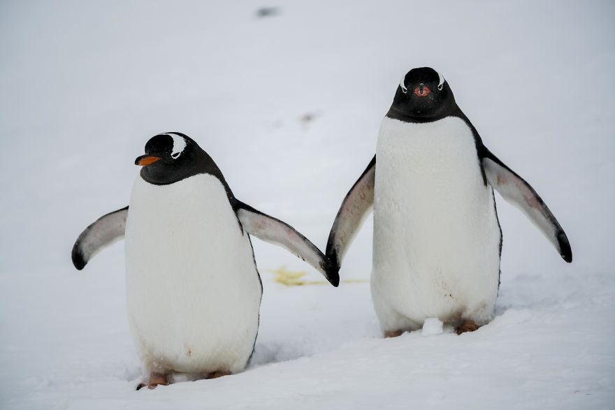 How Antarctic Penguins Adapt To Climate Change: Unhappy Feet