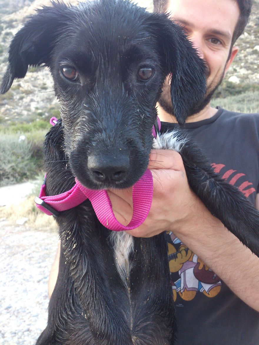 Meet Liza, The Adopted Stray Dog Who Is Crazy For Water
