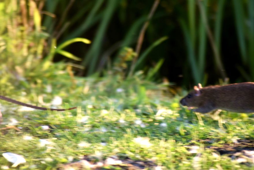 I've Been Stalking Two Little City Mouses For Days To Capture Them Playing