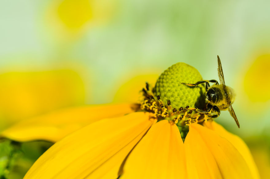 I Took This "by Accident" While Photographing My Friend's Garden In Oliver, Bc This Summer.