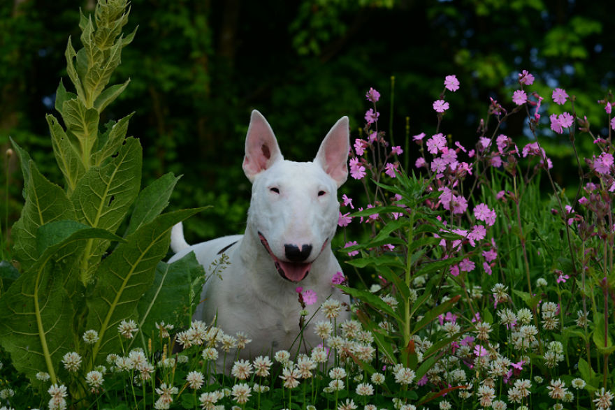 Meet Claire, My Bull Terrier Who Loves To Pose In Flower Fields