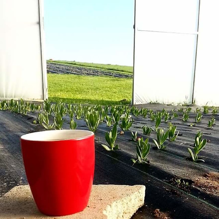 Being A Flower Farmer Without The Fairy Dust Being A Flower Farmer Without The Fairy Dust