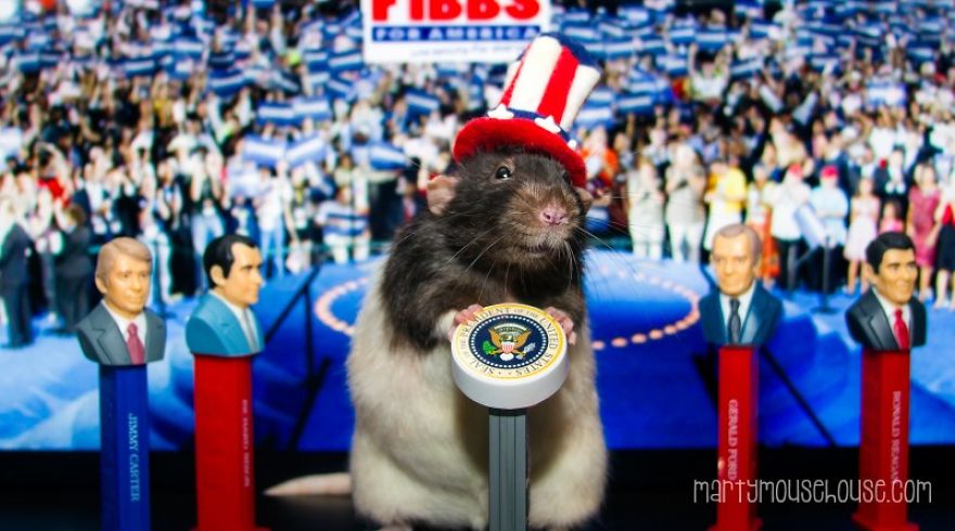Vote Fibbs - The Best Candidate For President In This Crazy Election