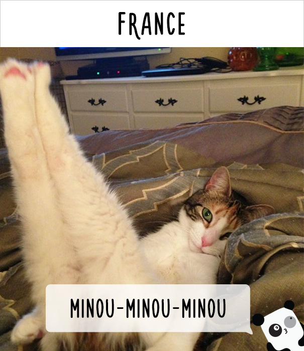 How People Call Cats In France