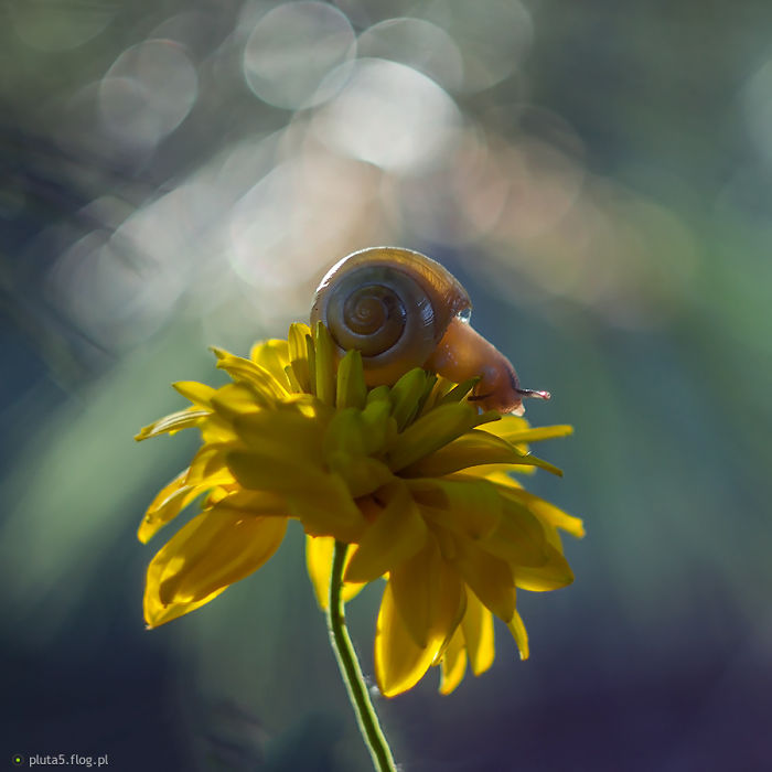 Fairy-tale World Of Snails Eyes Photograph Amateur Paweł Plucinski