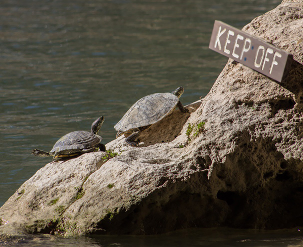 These Turtles Knew Exactly What They Were Doing