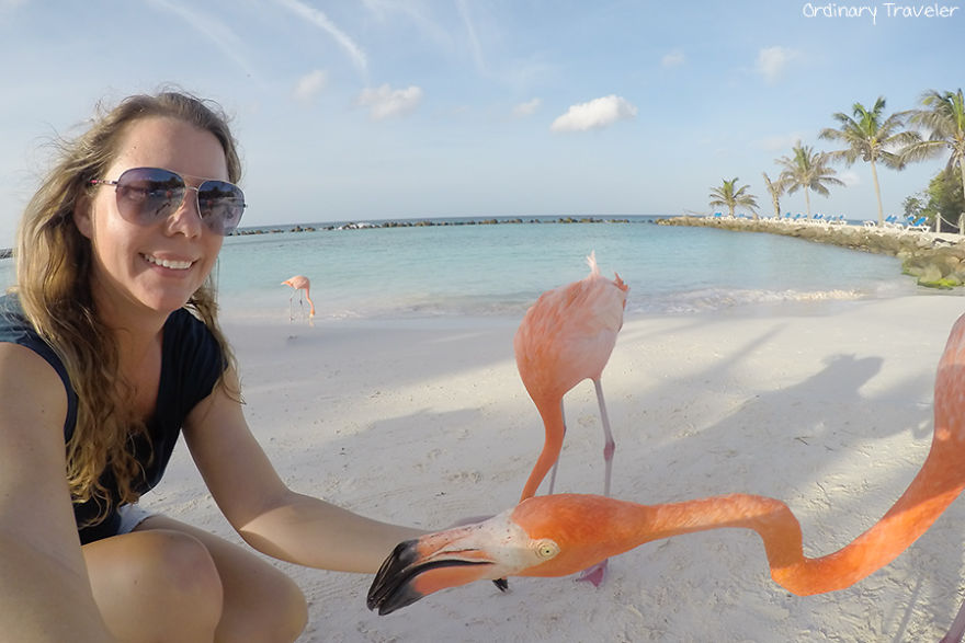 This Beach In Aruba Is Full Of Friendly Pink Flamingos