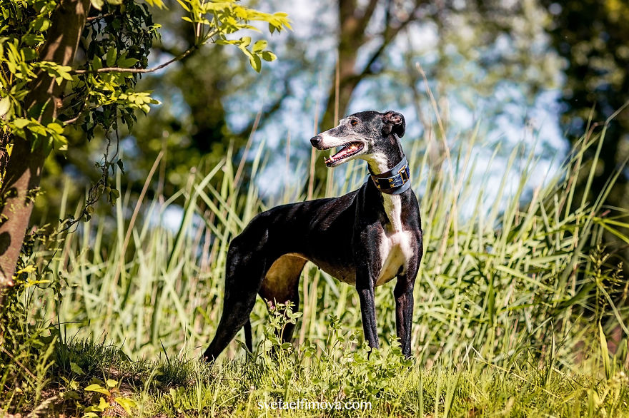 I Photographed Abused Spanish Hunting Dogs To Help Rescue More Of Them