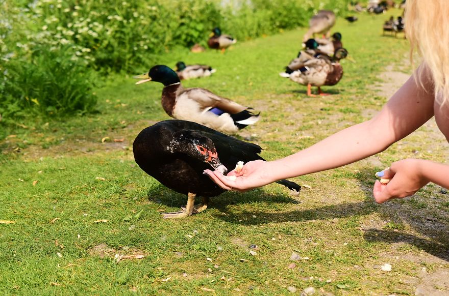 Meet The Friendliest Duck On Earth