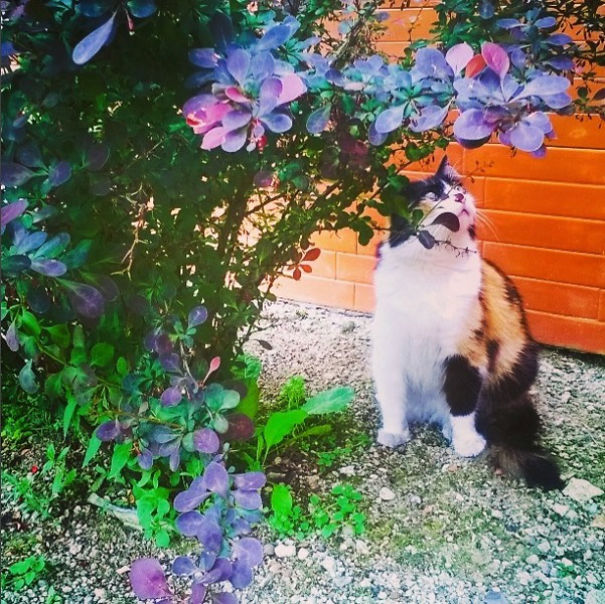 I Capture The Beauty Of Rural Lithuania (And Sometimes My Cat) With A Crappy Camera