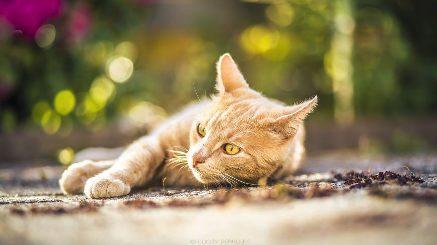 I Spend My Summer Photographing Cats