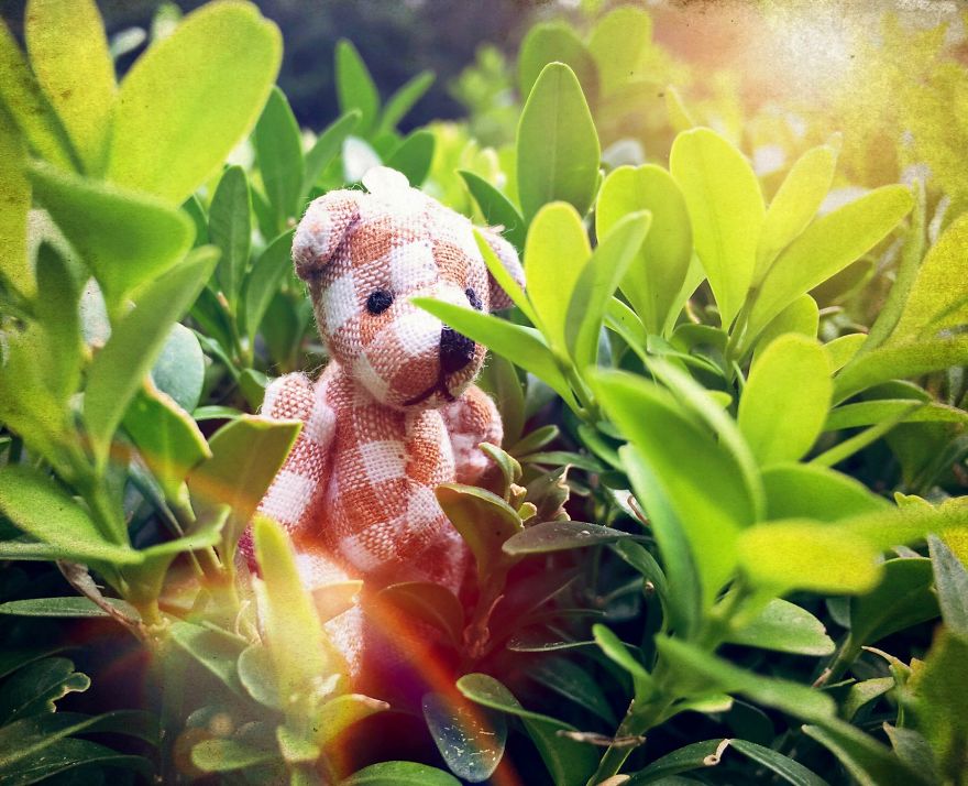 I Took Pictures Of A Little Bear To Illustrate My Fairy Tale Book I Wrote For My Daughter