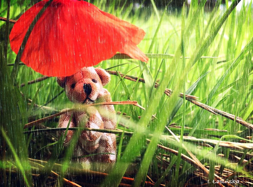 I Took Pictures Of A Little Bear To Illustrate My Fairy Tale Book I Wrote For My Daughter