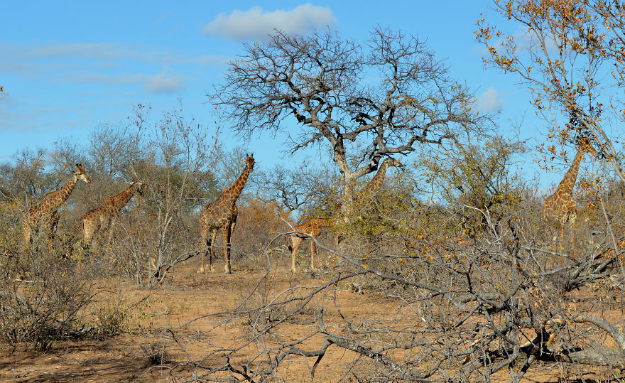 We Visited Kruger National Park Last Month And It Was A Life Changing Experience