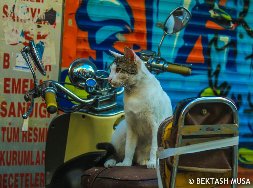 Cats Of Istanbul