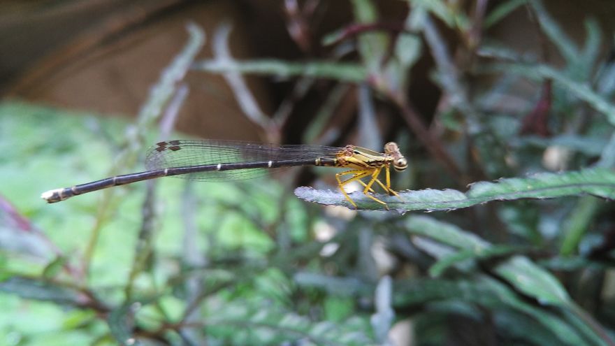 I Am In Love With Dragonflies... Thanks To My Phone