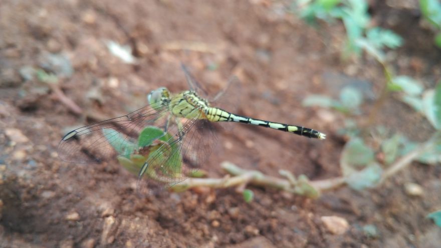 I Am In Love With Dragonflies... Thanks To My Phone