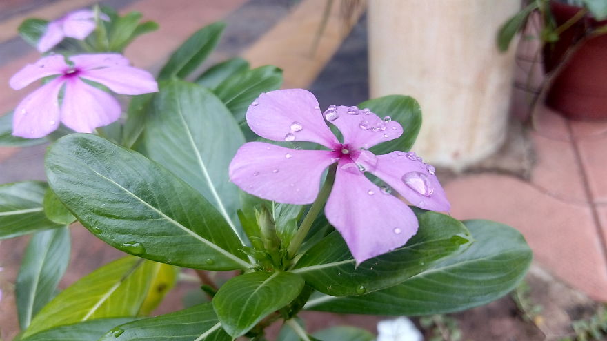 I Photographed This From Our Garden.
