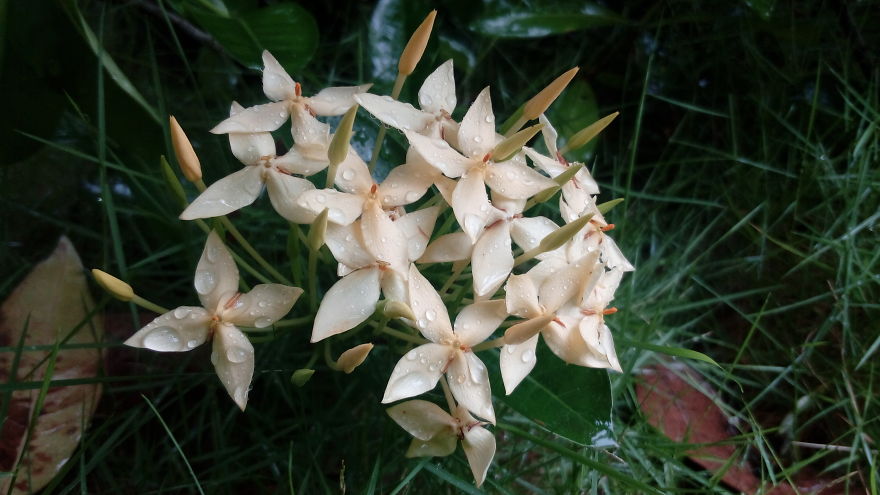 I Photographed This From Our Garden.
