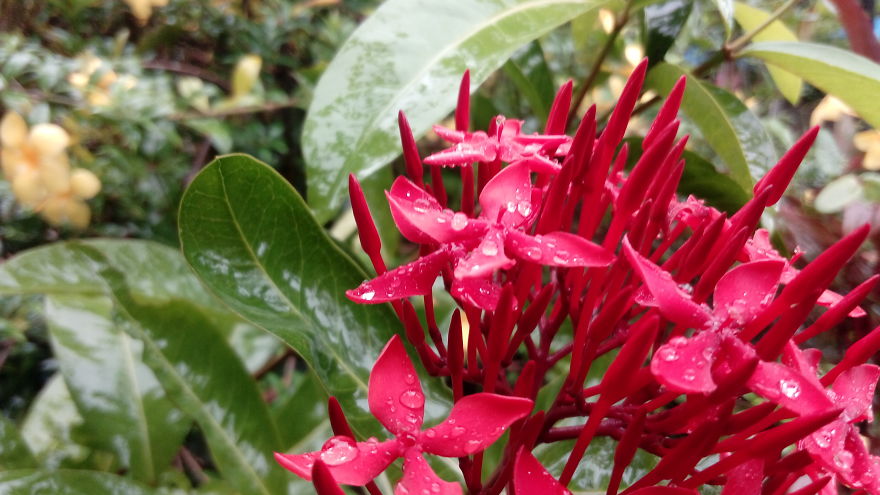 I Photographed This From Our Garden.