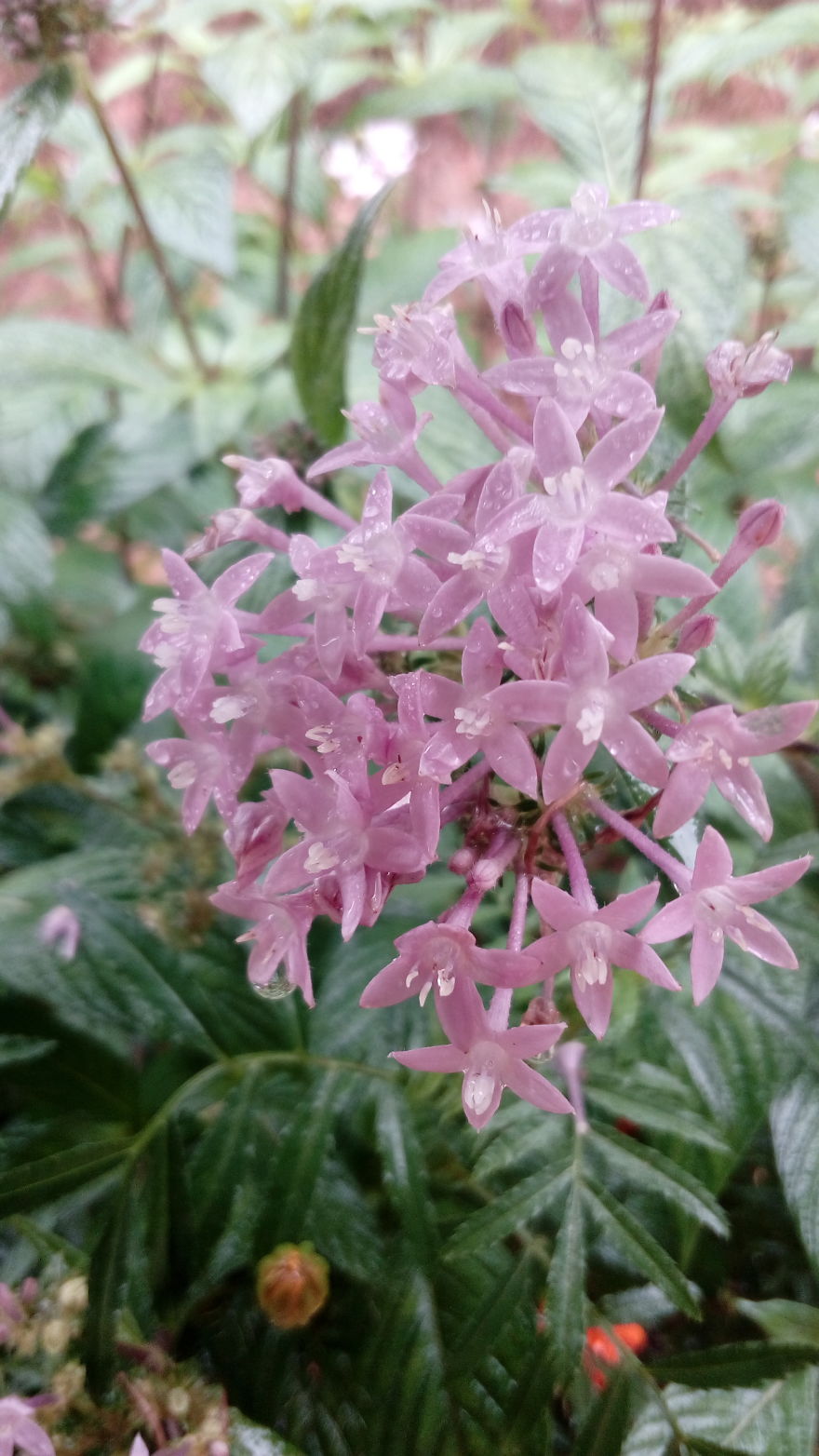 I Photographed This From Our Garden.