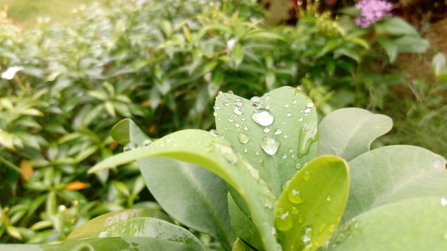 I Photographed This From Our Garden.