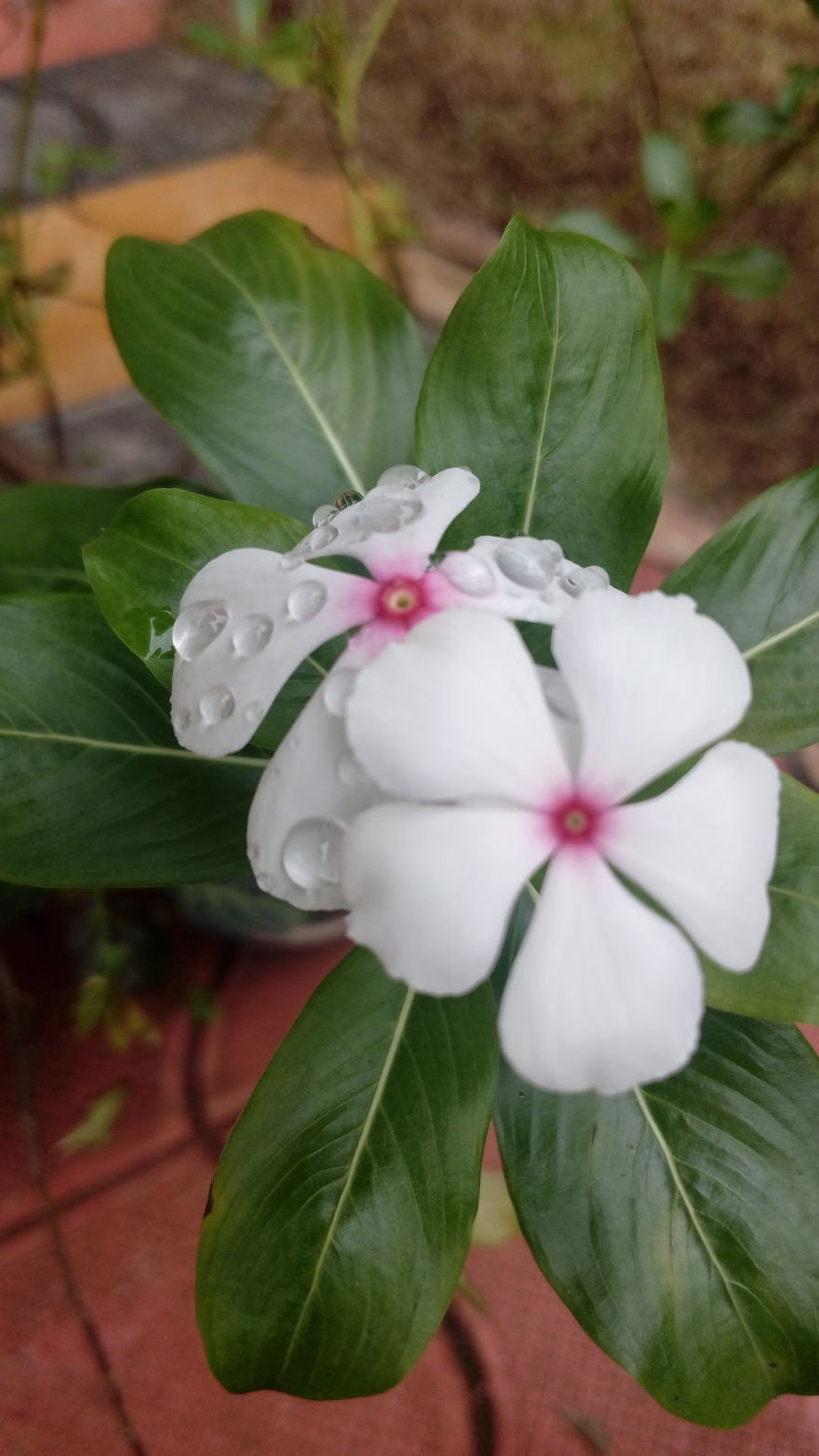 I Photographed This From Our Garden.