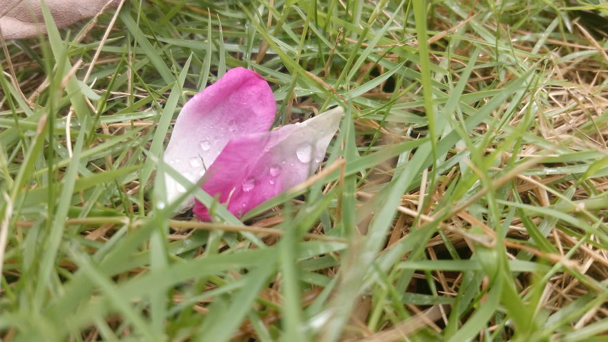 I Photographed This From Our Garden.