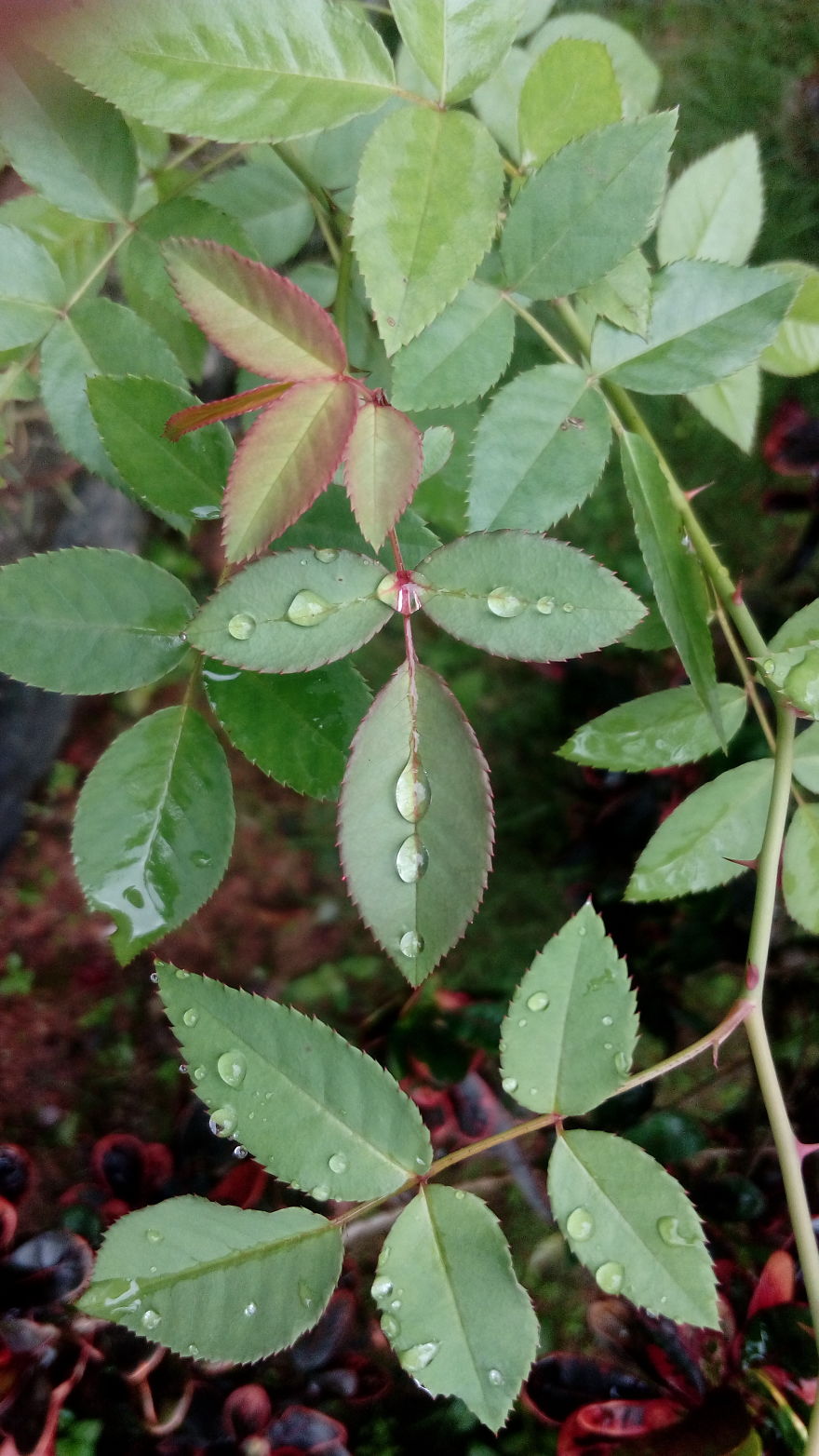 I Photographed This From Our Garden.