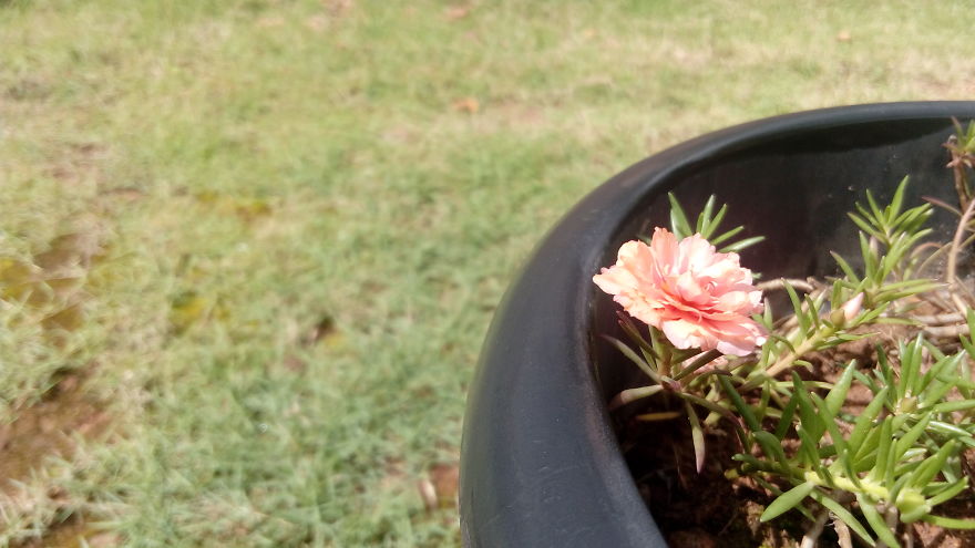 I Photographed This From Our Garden.