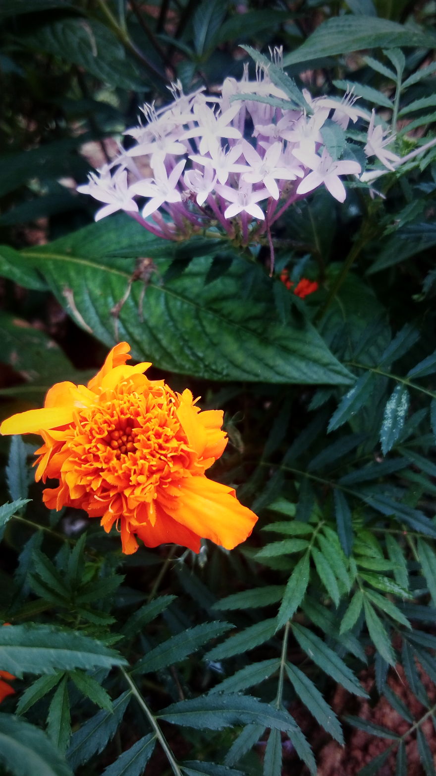 I Photographed This From Our Garden.