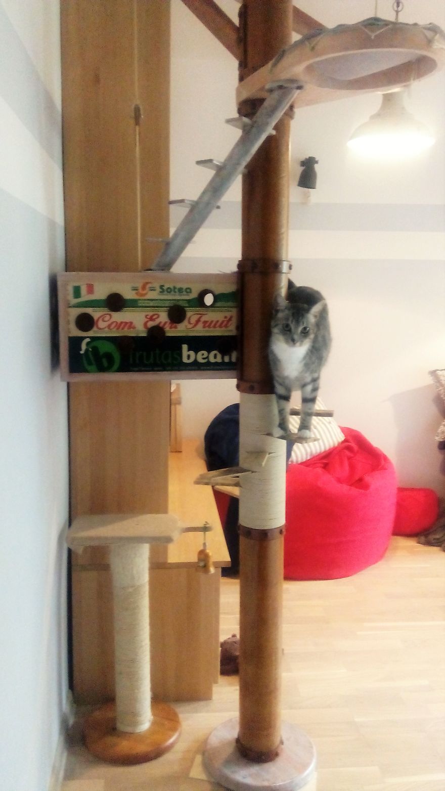 Our Cat-Friendly Apartment Is Simply Purrfect For Our Pets